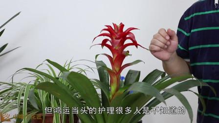 鸿运当头正确浇水方法