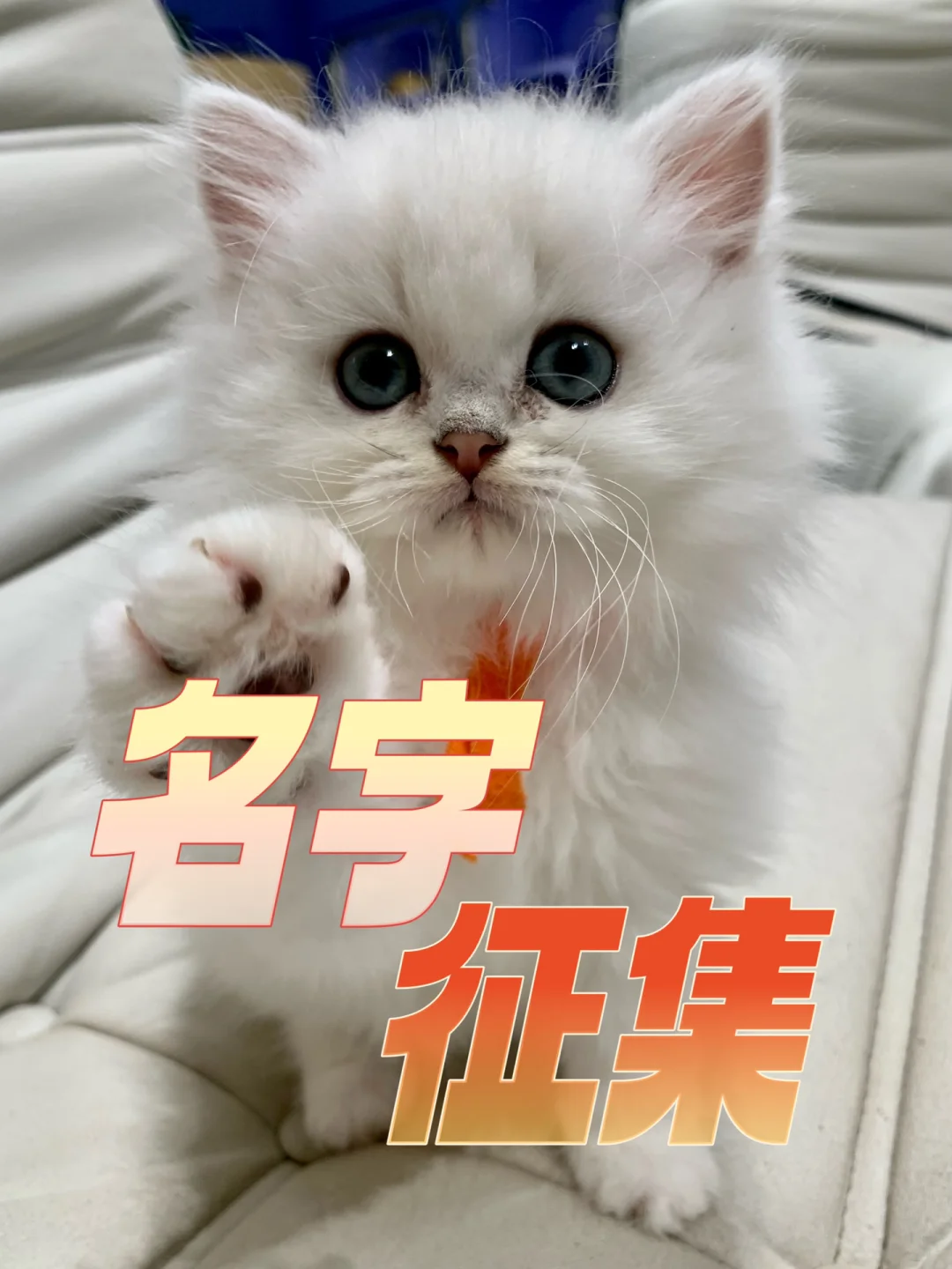 科普展现:猫猫名字（猫猫名字女孩）