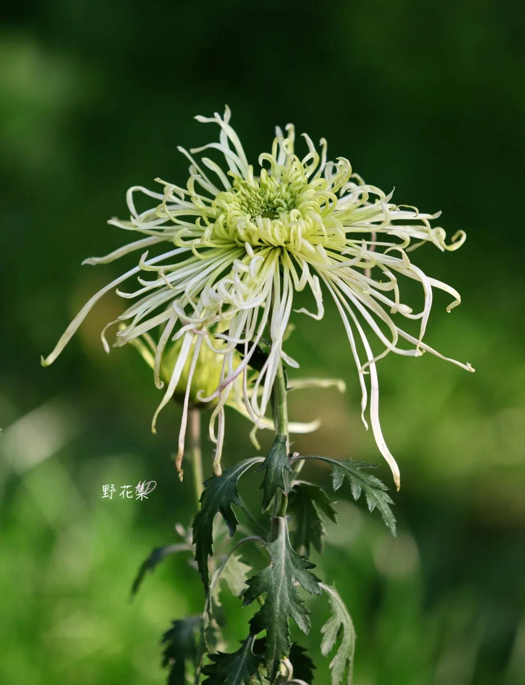 科普展现:菊花风水寓意（菊花的风水寓意）
