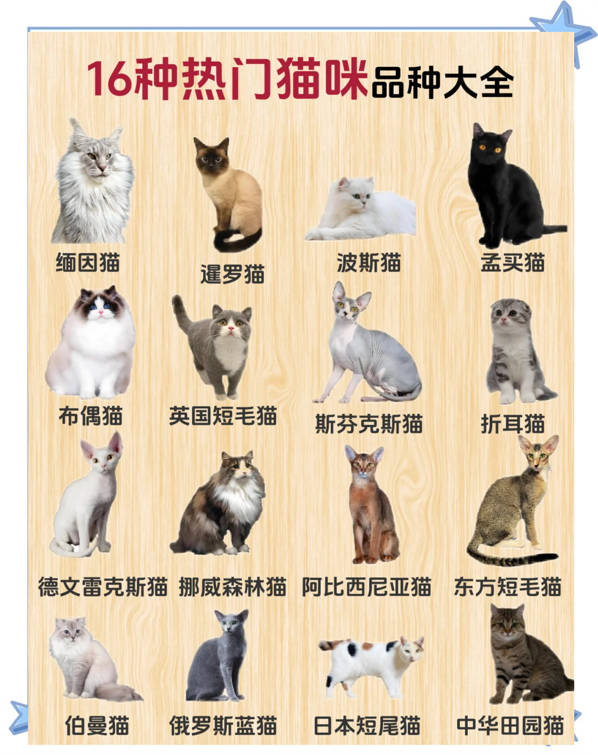 猫叫什么名字好听