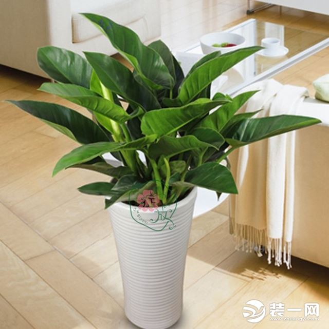 办公室绿植风水