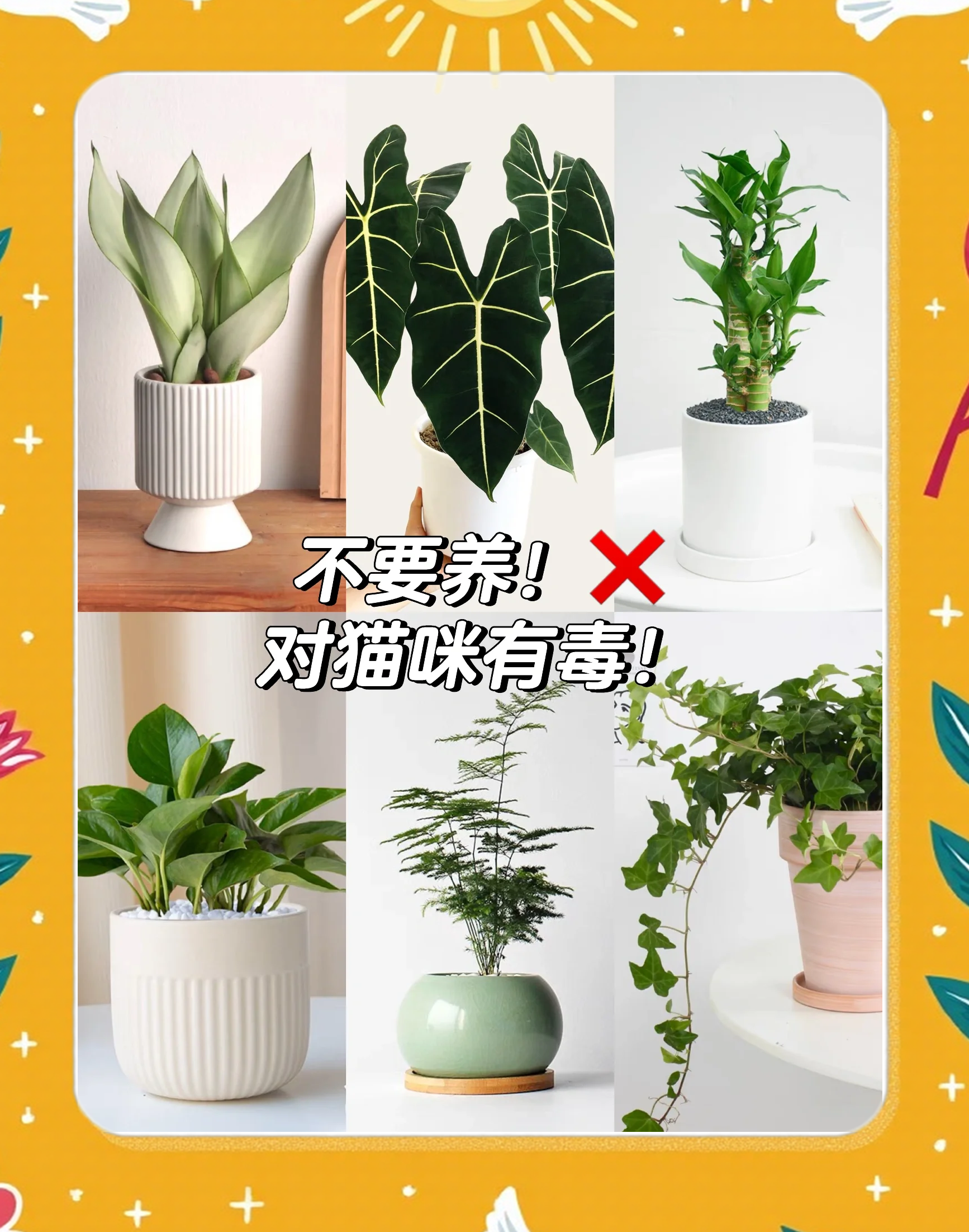 科普展现:家居绿植选择禁忌（绿植家用选择）