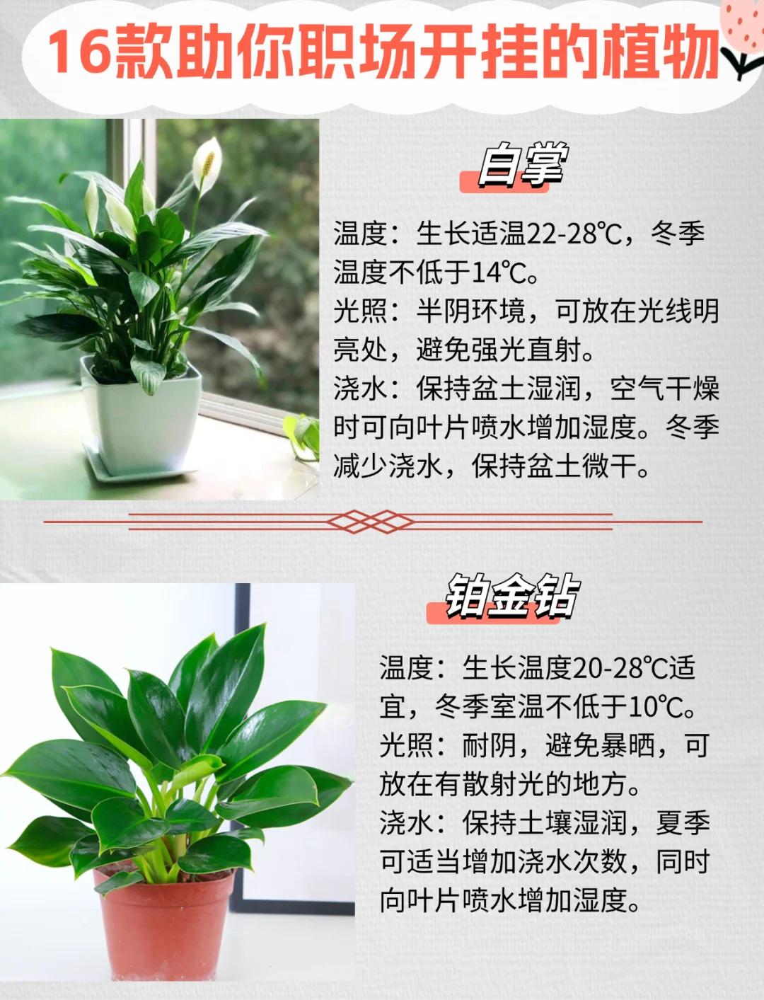 什么植物催旺事业