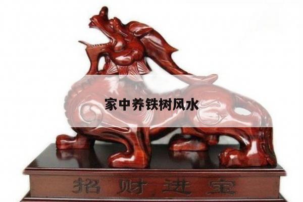 家中养铁树风水