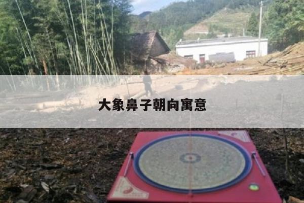 大象鼻子朝向寓意
