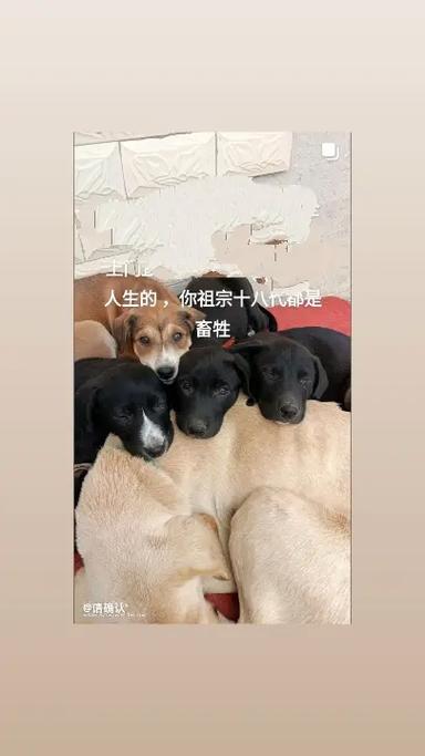 偷狗的完美方法,偷狗的完美方法在线观看全集